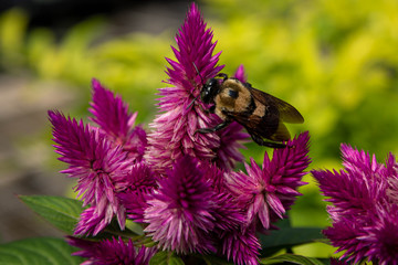 Bee on Flower