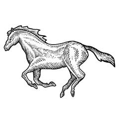 Engraving style horse design