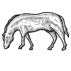 Engraving style horse design