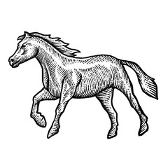 Engraving style horse design