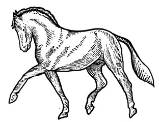 Engraving style horse design