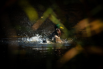 Duck mallard fly autumn nature action life wild