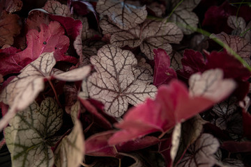 Heuchera