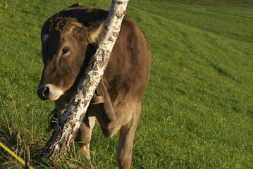 Naklejka na ściany i meble young brown cow itches on thin birch in evening
