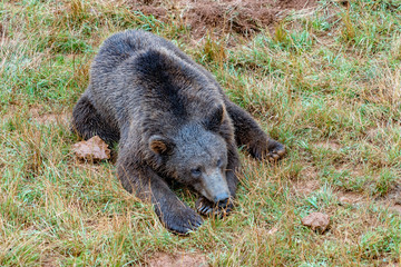 Fototapeta na wymiar bears in a spanish zoo