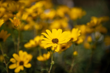 Yellow Flower