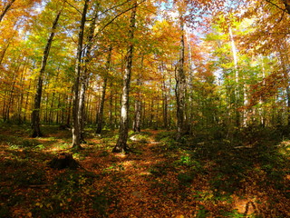 Autumnal Park. Autumn Trees and Leaves in sun light. Autumn scene