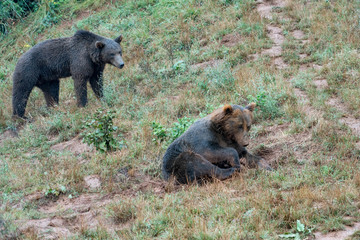 Fototapeta premium bears in a spanish zoo