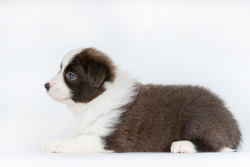 Obraz premium Adorable border collie puppy poses on white background