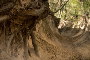 bottom of a gully landform formed in loess