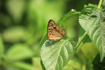 Butterfly on the Green Leaf
