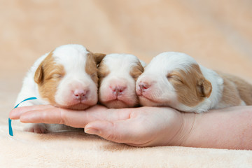 Charming newborn border collie puppies