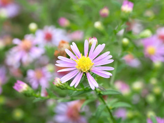 Makroansicht einer Aster in der herbstbl&uuml;te