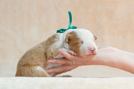 Charming newborn Border Collie puppy