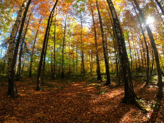 Autumnal Park. Autumn Trees and Leaves in sun light. Autumn scene