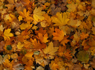 Natural autumn background of red, orange and yellow fall leaves on the ground top view, change of seasons.