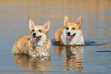 A pair of welsh corgi pembroke poses in the river