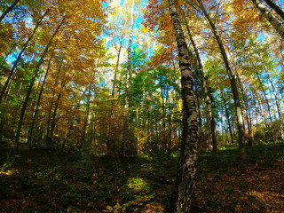 Autumnal Park. Autumn Trees and Leaves in sun light. Autumn scene