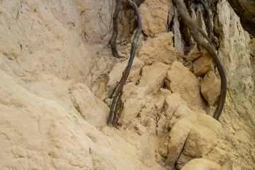 roots of trees inside of a gully