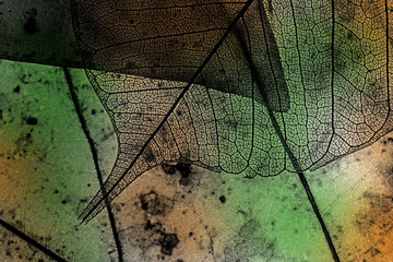 autumn leaves in the detail - black and white