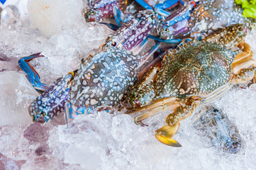 Fresh food in the fresh market or supermarket cooled crab Fresh ice cooled hakes on a Seafood market ingredient from ocean.Mixed crab for sale on a market Background with fresh crab with ice hake