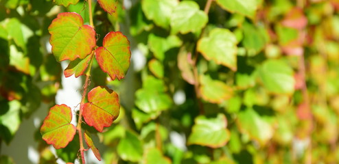 Efeu in Herbstfarben und im Sonnenlicht