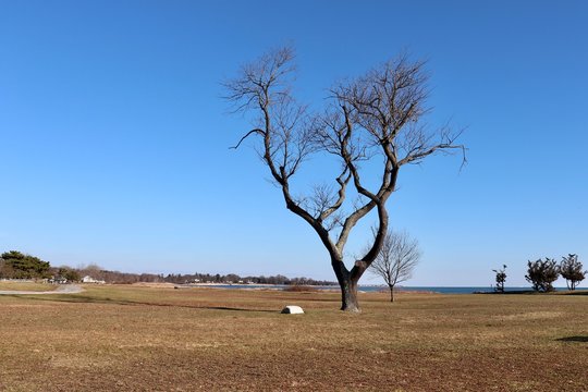 Bare tree in winter with clear blue sky