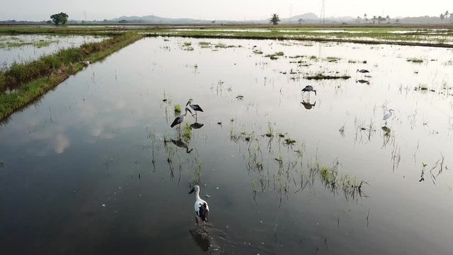 Aerial Asian openbill in rice paddy field in early morning.