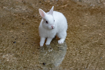 little white rabbit looking for the camera