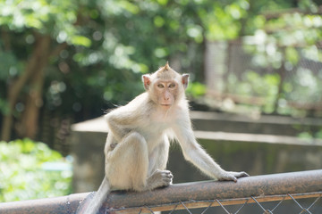 Monkey