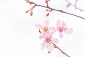 Pink blossoms on the branch on white background during spring blooming Branch with pink sakura blossoms isolated. Blooming cherry tree branches isolated on white background. Himalayan blossom