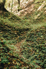 path on a bottom of a gully landform