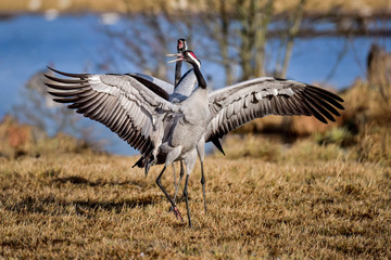Fototapeta premium Cranes are having springtime bonding session.