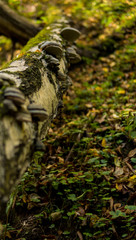 Fototapeta na wymiar mushroom growing on a tree covered with green moss