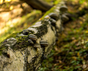 mushroom growing on a tree covered with green moss