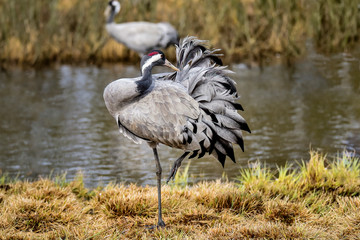 First feather grooming session of the day.
