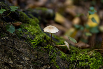 mushroom growing on a tree covered with green moss
