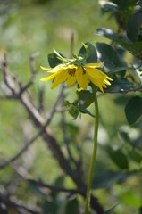 Fototapeta premium yellow wild sunflower