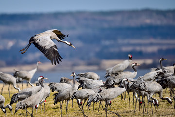 Crane is landing into the crowd.