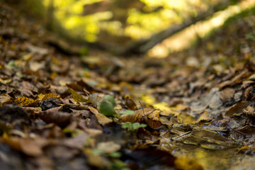 close up of a small stream between leaves