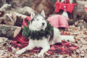 cute siberian husky with christmas wreath on neck sitting on a red blanket. christmas decor on backgound.