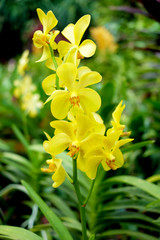 Close up orchid flowers bouquet with green leaves