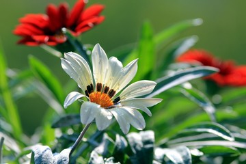 Flowers of white and red gazania close up