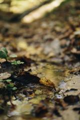 close up of a small stream between leaves