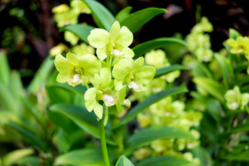 Close up orchid flowers bouquet with green leaves