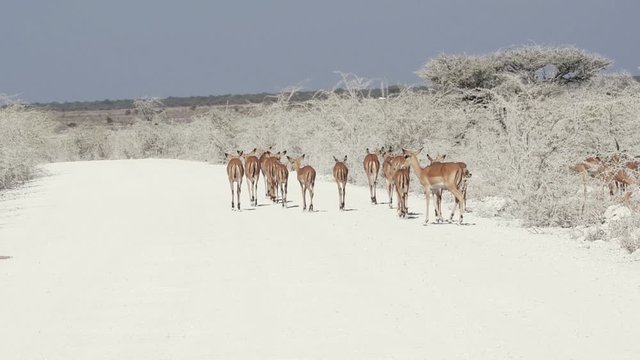 Gazelle springbock parc national d'etosha en Namibie	