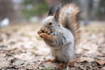 Naklejka na ściany i meble Squirrel eats nuts on fallen leaves in autumn.