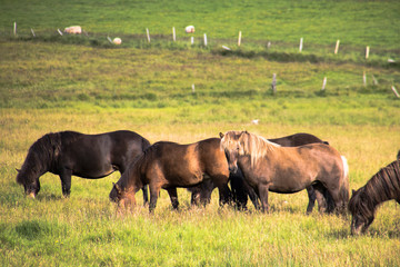 a group of Icelandic horses