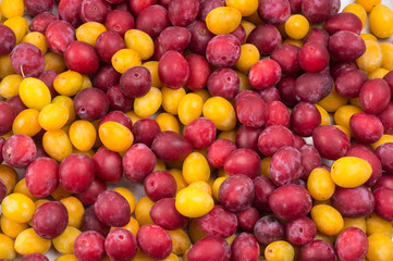 background of beautiful home plums. Organic red and yellow plums.