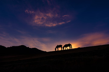 Horses grazing in the mountain during a beautiful sunset with birds on their backs